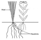 Haustorial / Parasitic